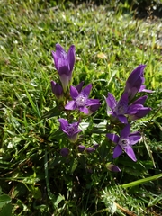 Gentianella austriaca