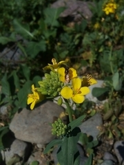 Platycheirus