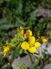 Platycheirus