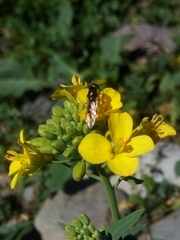Platycheirus
