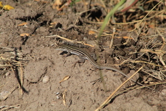 Aspidoscelis exsanguis