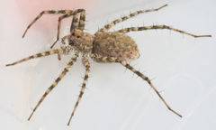 Pardosa vadosa