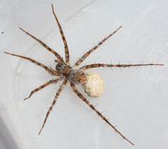 Pardosa vadosa