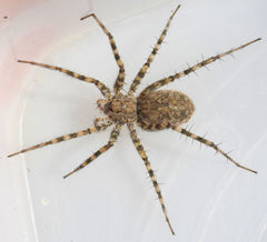 Pardosa vadosa