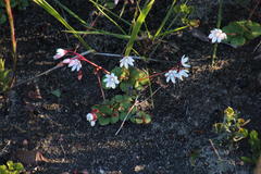 Crassula capensis capensis