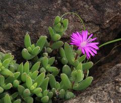 Trichodiadema rogersiae