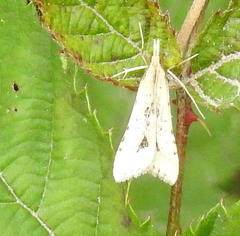 Diasemia monostigma