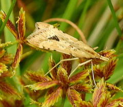 Diasemia monostigma