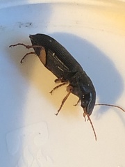 Harpalus