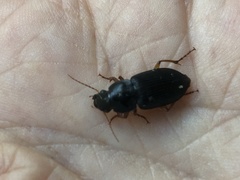 Harpalus