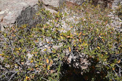 Quercus toumeyi