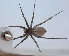 Pardosa vadosa