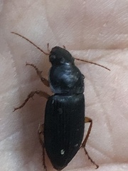 Harpalus