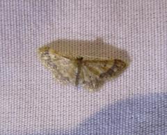 Idaea furciferata