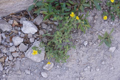 Heterotheca viscida