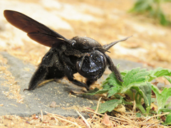 Xylocopa frontalis