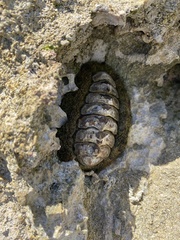 Acanthopleura