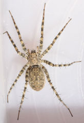 Pardosa vadosa
