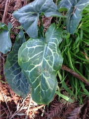 Arum italicum italicum