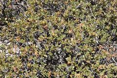 Quercus toumeyi