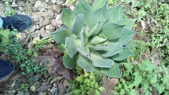 Agave chiapensis