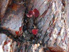 Tylecodon cordiformis