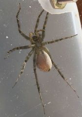 Pardosa vadosa