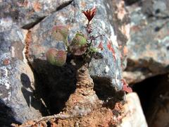 Tylecodon cordiformis