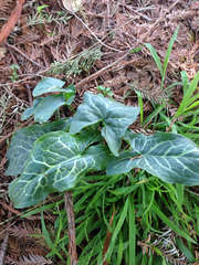 Arum italicum italicum