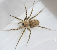 Pardosa vadosa