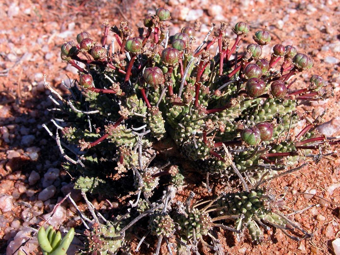 Euphorbia pentops