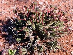 Euphorbia pentops