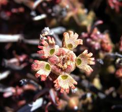 Euphorbia pentops