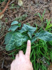 Arum italicum italicum