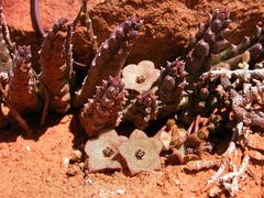 Tridentea parvipuncta truncata