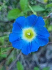 Ipomoea cardiophylla