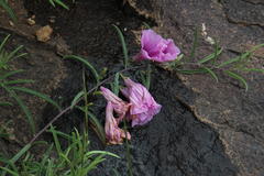 Ipomoea oenotheroides
