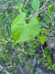 Ipomoea cardiophylla