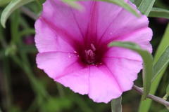 Ipomoea oenotheroides