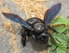 Xylocopa frontalis