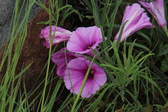 Ipomoea oenotheroides