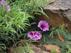 Ipomoea oenotheroides