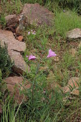 Ipomoea oenotheroides