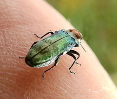 Agrilini
