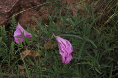 Ipomoea oenotheroides