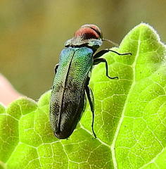 Agrilini