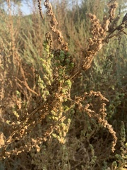 Bassia hyssopifolia
