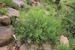 Ipomoea oenotheroides