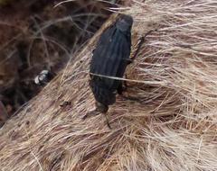 Thanatophilus capensis