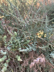 Bassia hyssopifolia